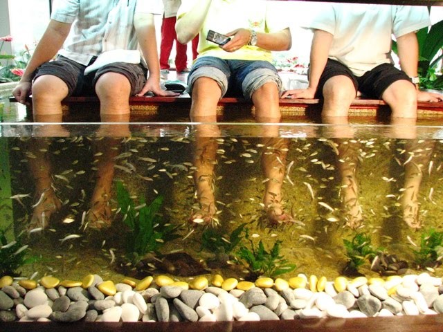 http://1.bp.blogspot.com/-UolcDx9lye8/T71bI3haJfI/AAAAAAAAC6U/xmmhIHoAw_U/s640/Fish%2BSpa.jpg